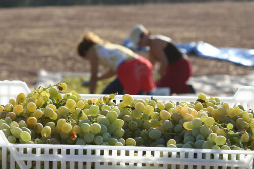 bodega lacapuchina bodega3