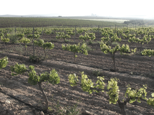 bodega lacapuchina malaga5