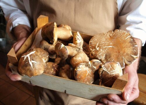 platero gaucin boletus