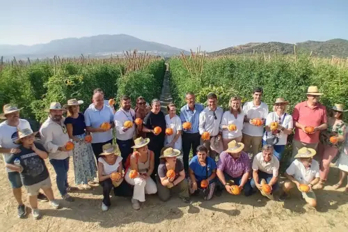 tomate huevo toro 2025