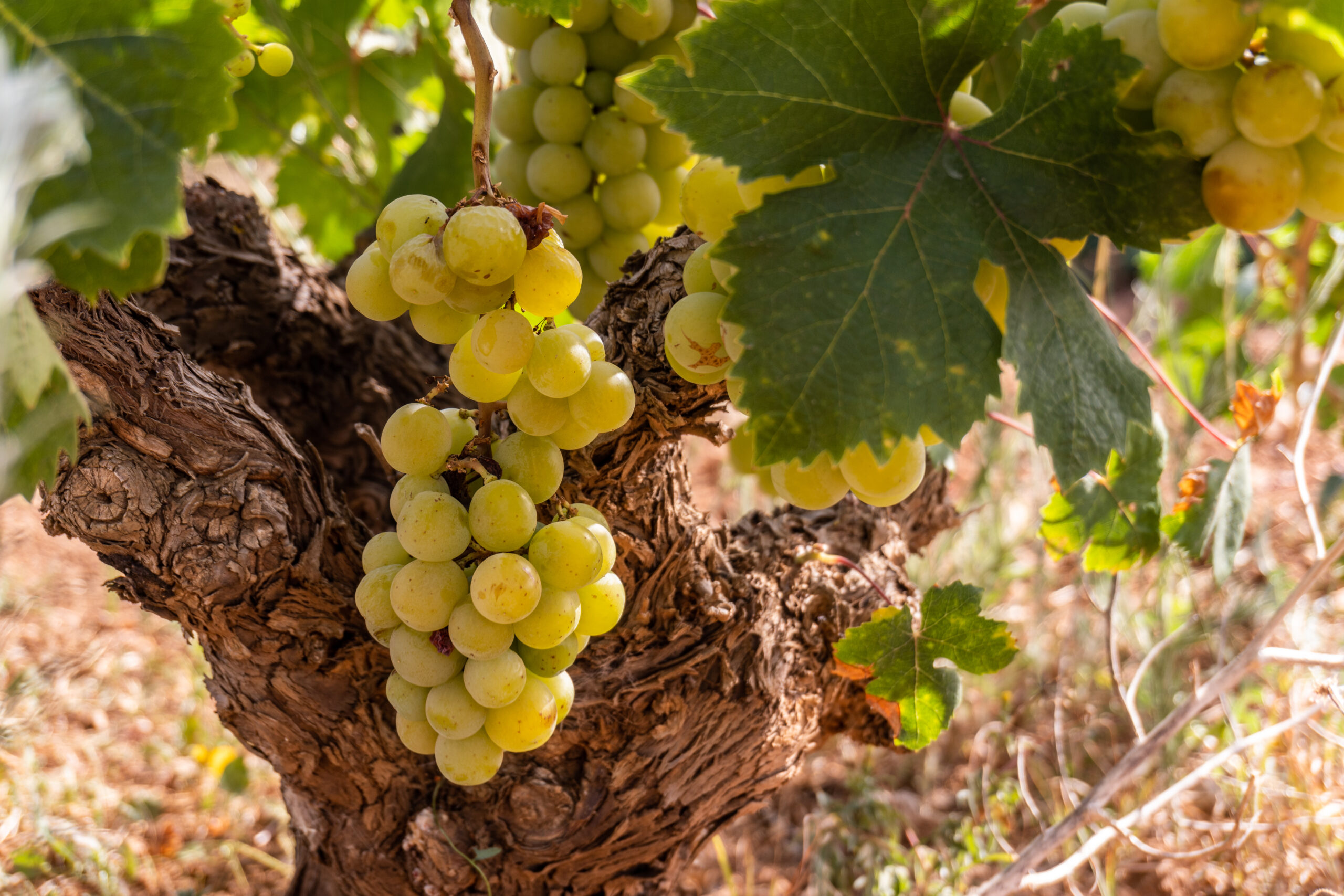 Bunch grapes vineyard