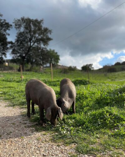 Aro cerdos 2 Aro cerdos 2