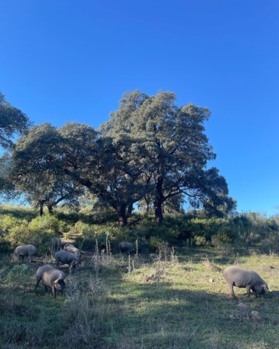 Aro cerdos Aro cerdos