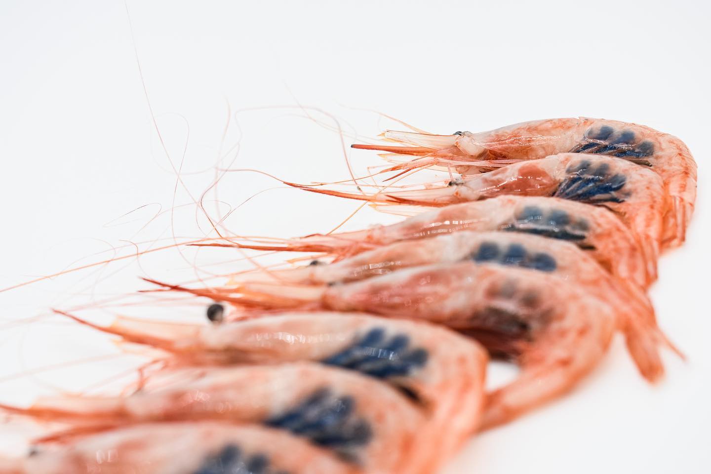 El Puerto quisquillas