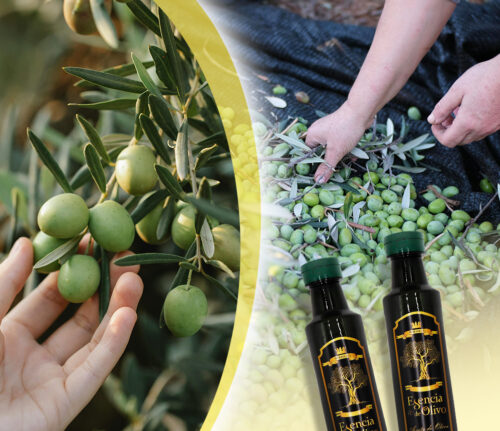 Rioliva aceituna Rioliva aceituna