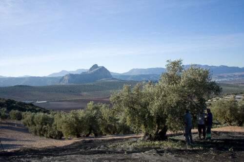 hacienda colchado finca hacienda colchado finca
