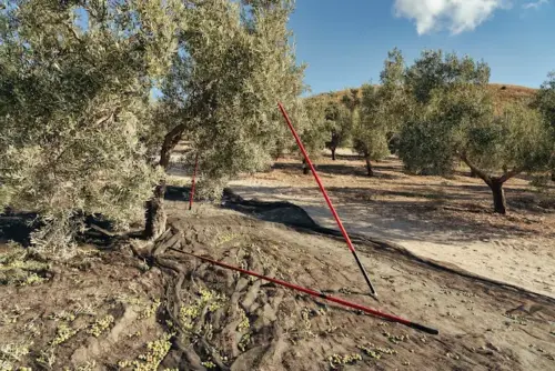 terraverne Aceite campo terraverne Aceite campo