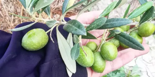 100 canos aove aceituna 100 canos aove aceituna