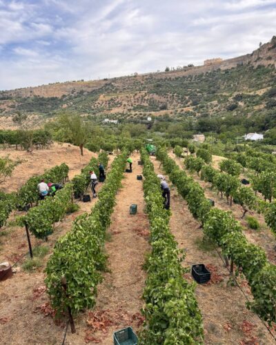 Bodega gonzalobeltran vides 2 Bodega gonzalobeltran vides 2