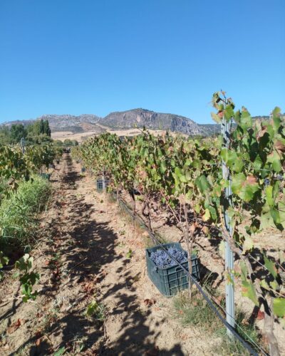 Bodega gonzalobeltran vides Bodega gonzalobeltran vides