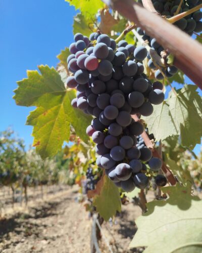 Bodega gonzalobeltran vides uvas 2 Bodega gonzalobeltran vides uvas 2