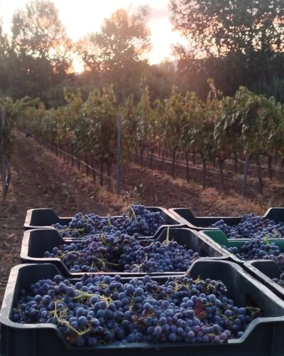 Bodega gonzalobeltran vides uvas Bodega gonzalobeltran vides uvas