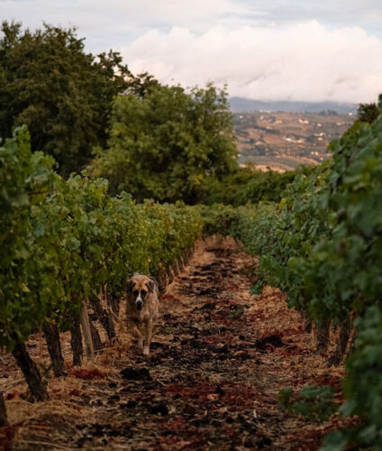 Bodega kieninger vides 3 Bodega kieninger vides 3
