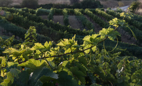 Bodega kieninger vides Bodega kieninger vides