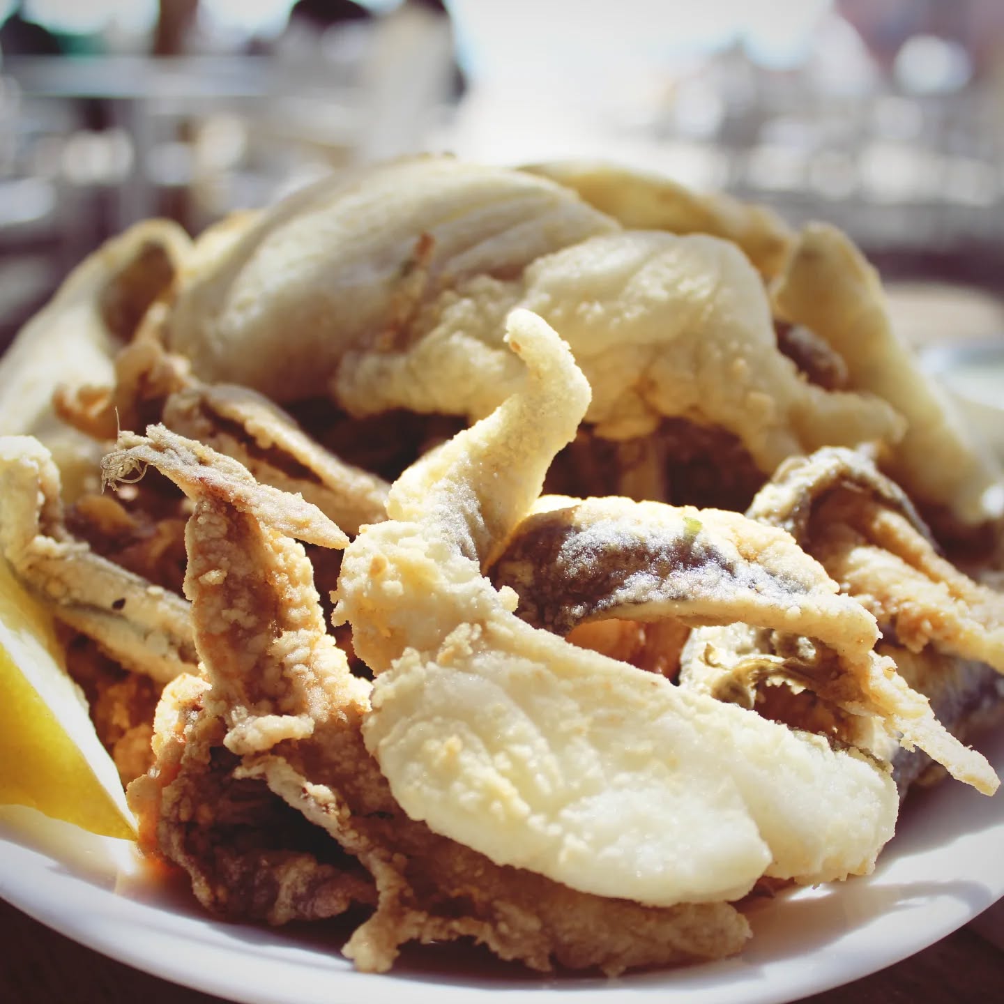 tropy fritura