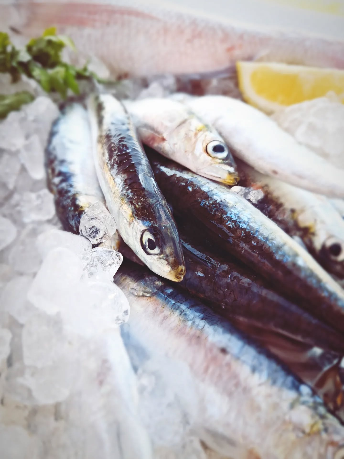 tropy sardinas