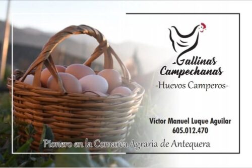 Gallinas campechanas 1 Gallinas campechanas 1