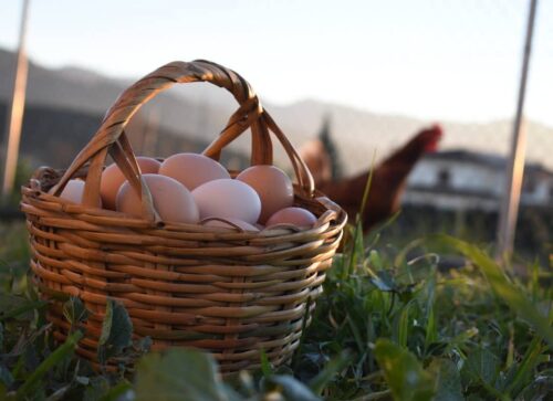Gallinas campechanas 3 Gallinas campechanas 3