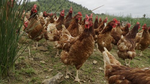 Huevos macias gallinas Huevos macias gallinas