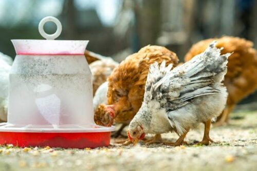 Salvi gallinas Salvi gallinas