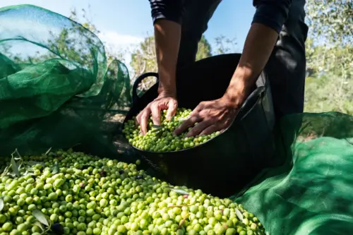 hutesa aceituna gordal hutesa aceituna gordal