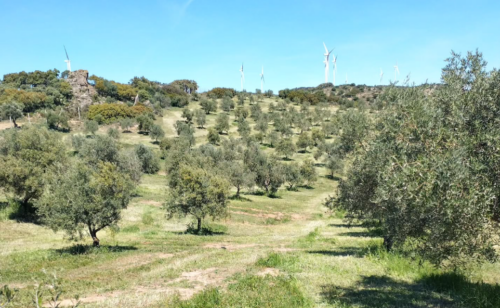 juandelamadre olivar juandelamadre olivar